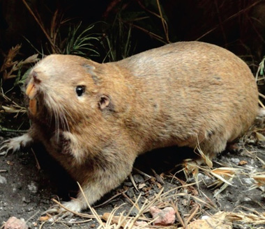 Got Critters? BC Winegrape Council holds wildlife management seminar for growers
