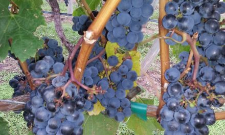 Winemakers celebrating early icewine harvest