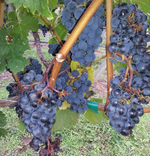 Winemakers celebrating early icewine harvest
