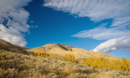 Opinion: Grasslands are world’s most endangered ecosystem