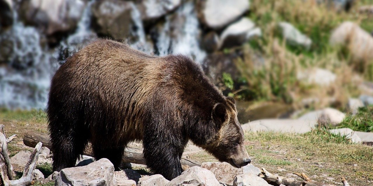 RDOS provides tips to keep bear safe during social isolation