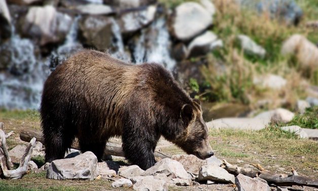 RDOS provides tips to keep bear safe during social isolation