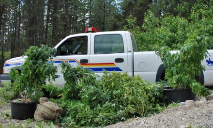 RCMP find large grow op east of Osoyoos