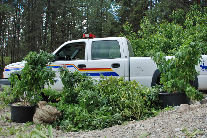 RCMP find large grow op east of Osoyoos