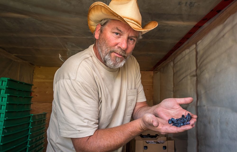 Are haskap berries a super food with a future?