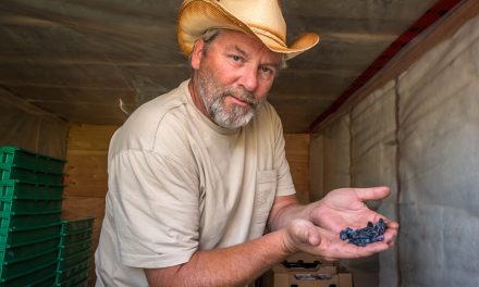 Are haskap berries a super food with a future?