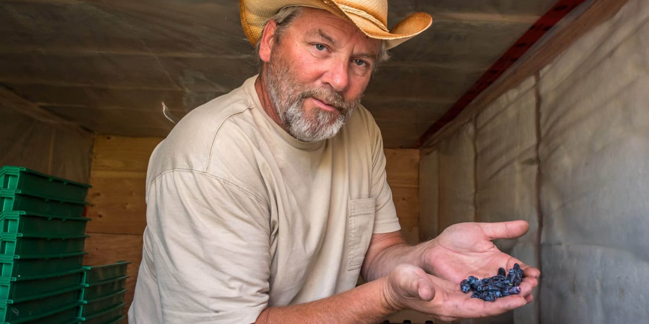 Are haskap berries a super food with a future in the Okanagan?