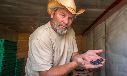 Are haskap berries a super food with a future in the Okanagan?