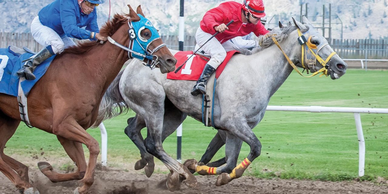 Harness racing to debut at Saturday’s horse races at Desert Park