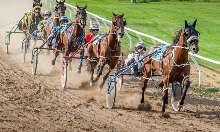 Harness racing could return here next year