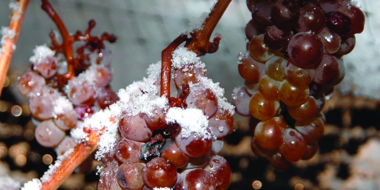 COLD TEMPERATURES ALLOW FOR LONG-AWAITED ICE WINE HARVEST