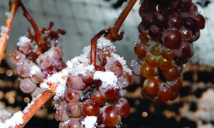 COLD TEMPERATURES ALLOW FOR LONG-AWAITED ICE WINE HARVEST