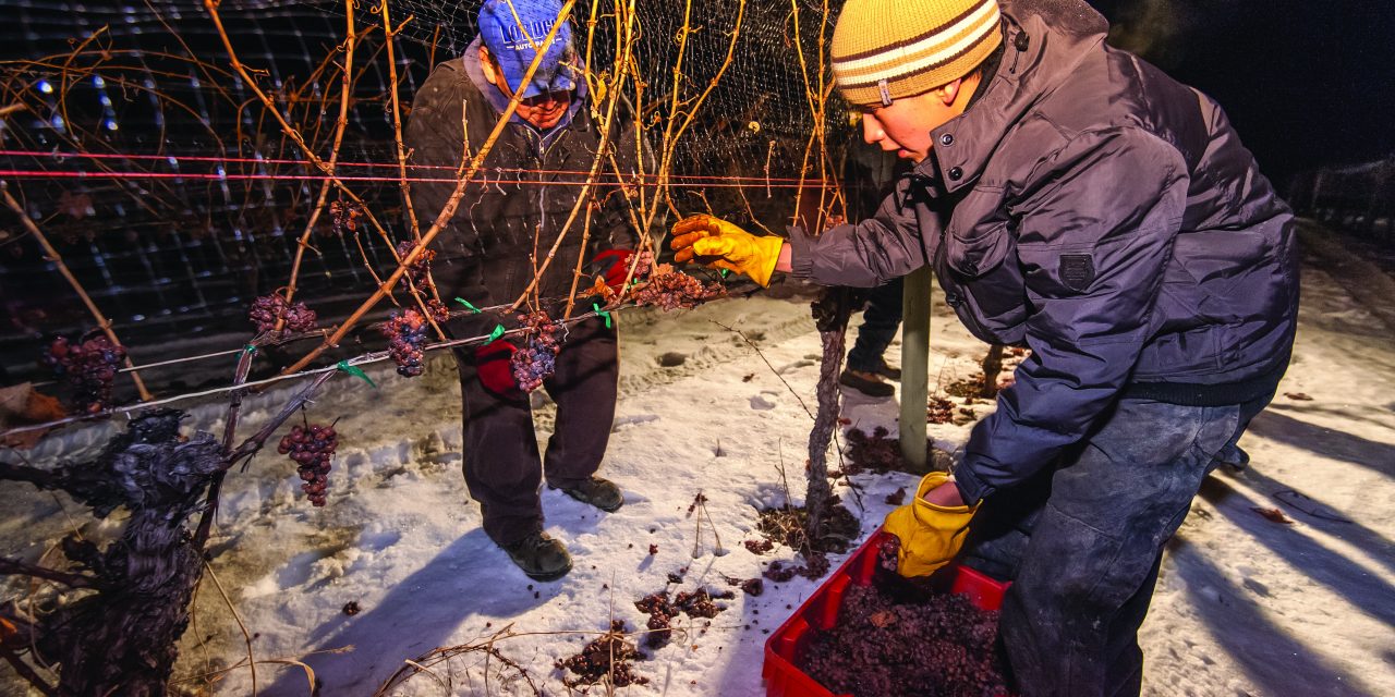 THERE’S A NARROW WINDOW TO PICK THE GRAPES TO PRODUCE QUALITY ICE WINE IN SOUTH OKANAGAN