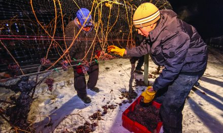 THERE’S A NARROW WINDOW TO PICK THE GRAPES TO PRODUCE QUALITY ICE WINE IN SOUTH OKANAGAN