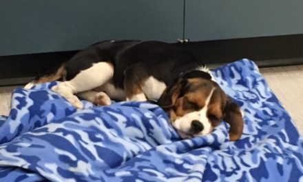 Social media helps Osoyoos RCMP reunite stolen dog with owner