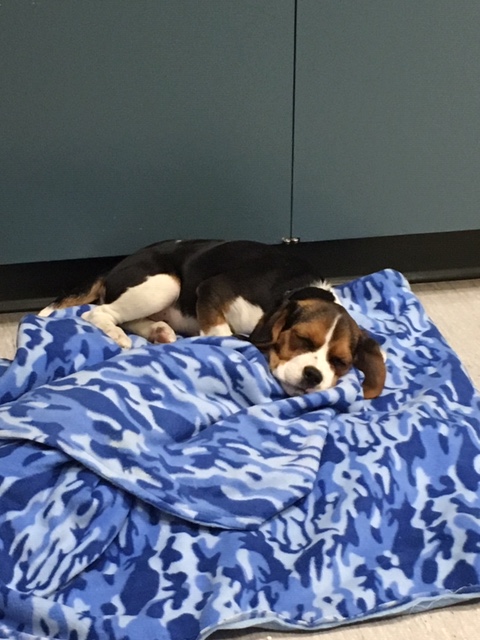 Social media helps Osoyoos RCMP reunite stolen dog with owner