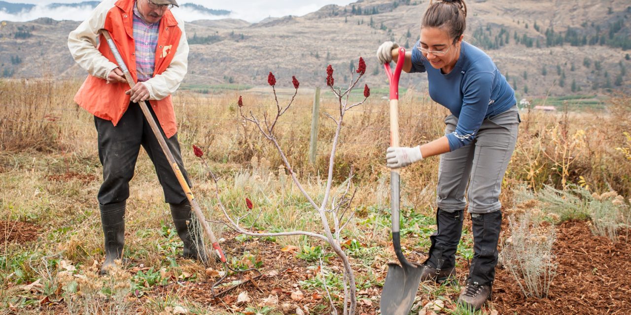 Volunteers plant native species near Osoyoos Oxbows, Road 22 info kiosk