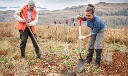 Volunteers plant native species near Osoyoos Oxbows, Road 22 info kiosk