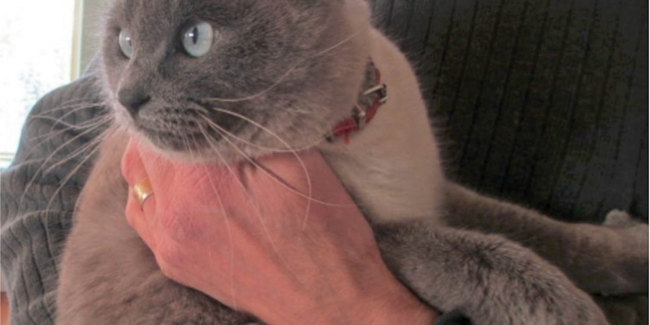 Cat stolen twice and dumped in coyote-inhabited wilderness