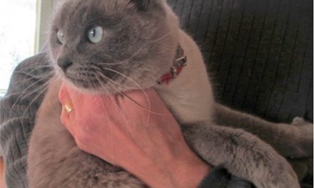 Cat stolen twice and dumped in coyote-inhabited wilderness