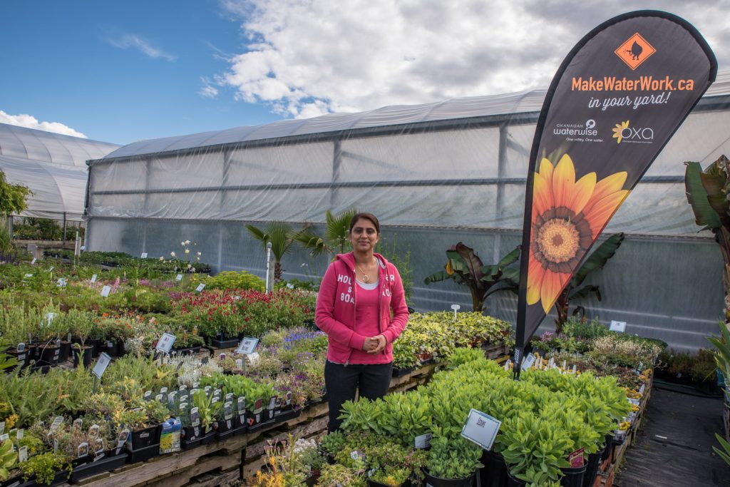 Surinder Sandhu of Sandhu Greenhouses shows some of the WaterWise plants being promoted under the Make Water Work! program. These plants require less water and they do well in dry climates such as that found in Osoyoos. (Richard McGuire photo)