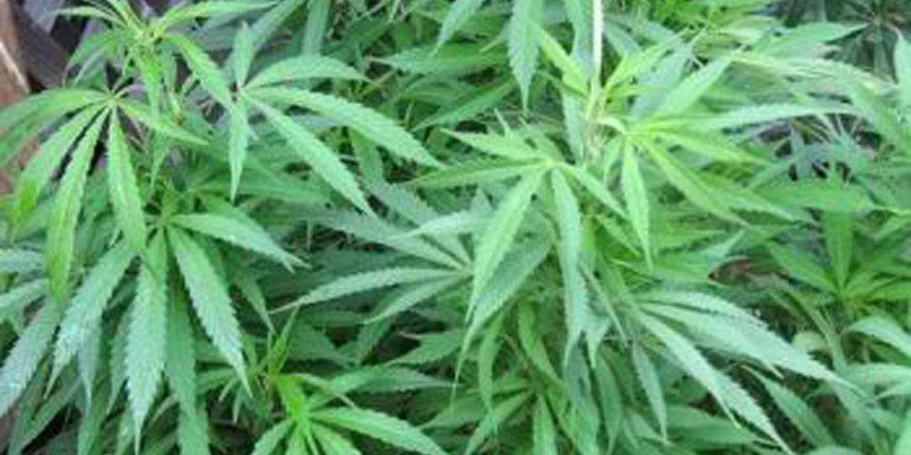 Town prudent to wait for feds on medical pot dispensaries