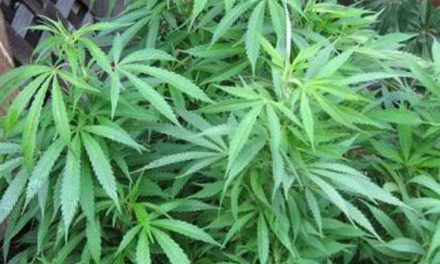 B.C. government provides new details on recreational marijuana distribution