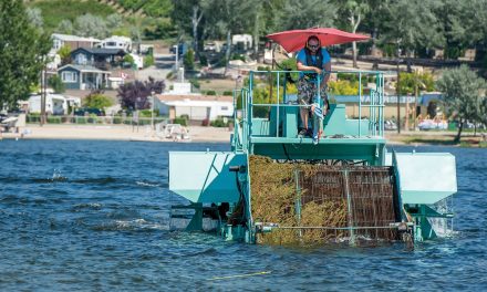 Many citizens angry as milfoil  out of control on Osoyoos Lake
