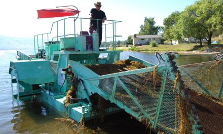 WATER BOARD CONSIDERS COOPERATION WITH U.S. GROUPS TO BATTLE MILFOIL
