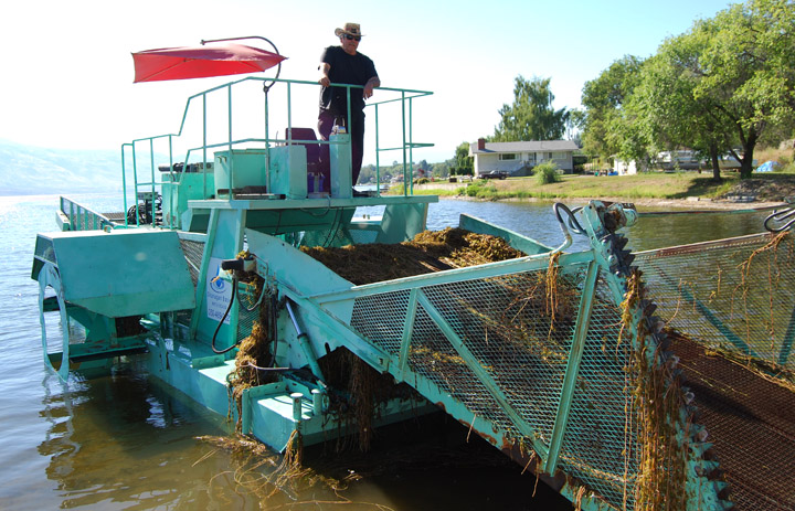 milfoilnov10web The Okanagan Basin Water Board's milfoil harvester was hard at work this summer dealing with a boom of milfoil growth in Osoyoos Lake. Photo by Osoyoos Times/File - Click on picture for larger image