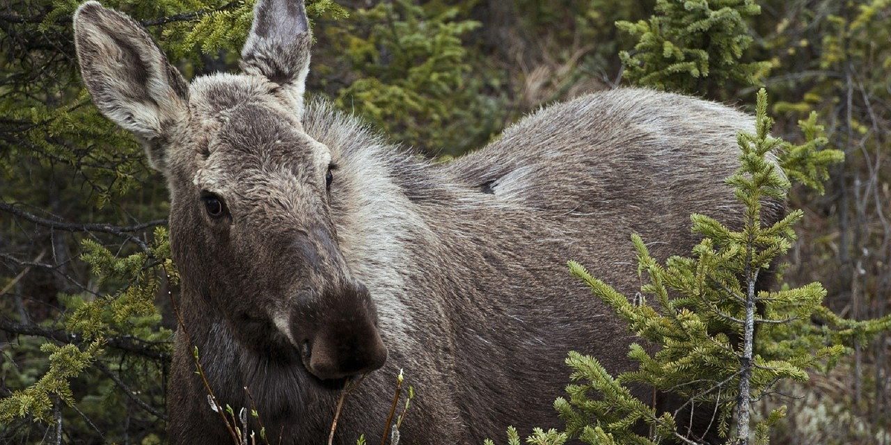 Keremeos RCMP save snared moose