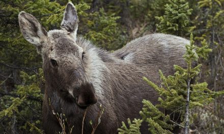 Keremeos RCMP save snared moose