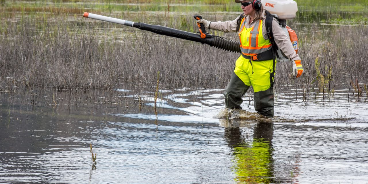 Floods this year keep regional district mosquito control team especially busy
