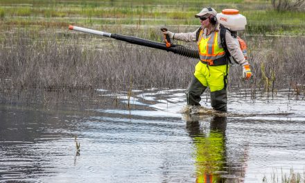 Floods this year keep regional district mosquito control team especially busy