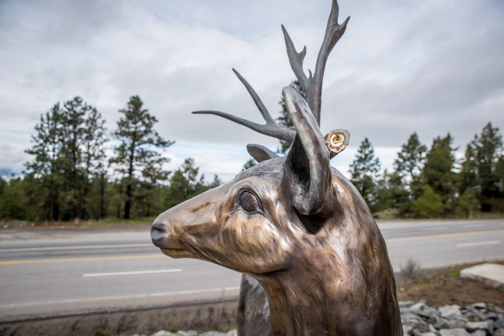 A vandal or vandals removed one of the antlers from the cast bronze statue of a mule deer on Anarchist Mountain. (Richard McGuire photo)