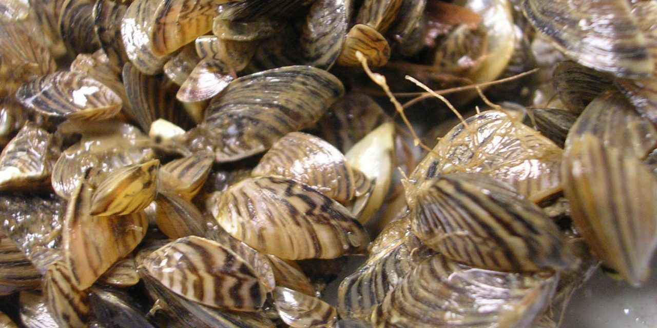 Recent discovery of invasive mussels in Montana prompts concern for effectiveness of B.C. program
