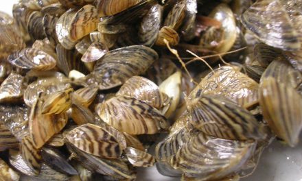 Recent discovery of invasive mussels in Montana prompts concern for effectiveness of B.C. program