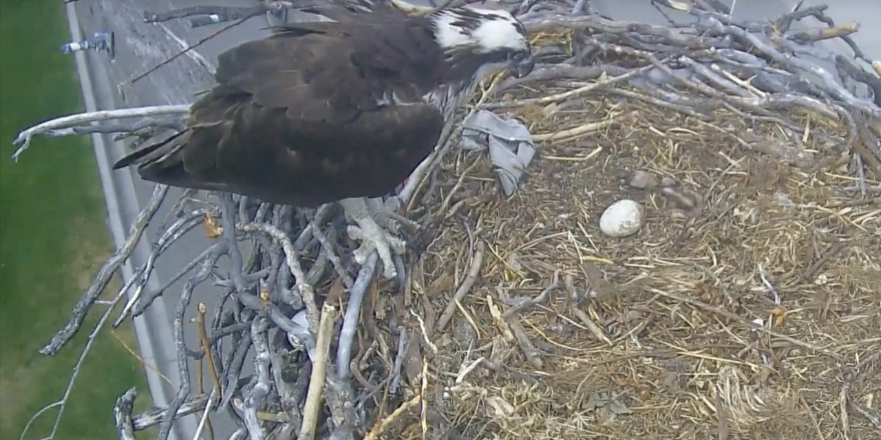 Baby osprey falls out of nest