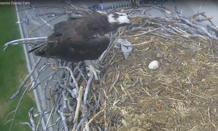 Baby osprey falls out of nest