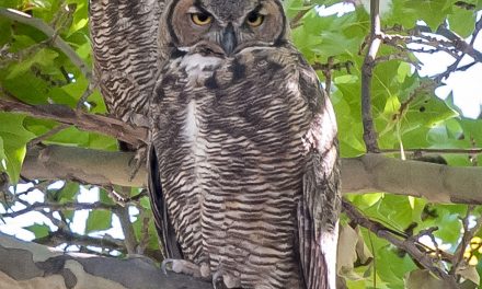 Whooooo’s in town?