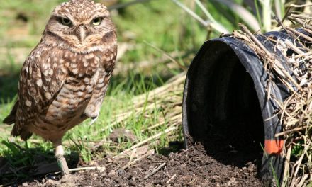 BURROWING OWLS RELEASED IN AREA
