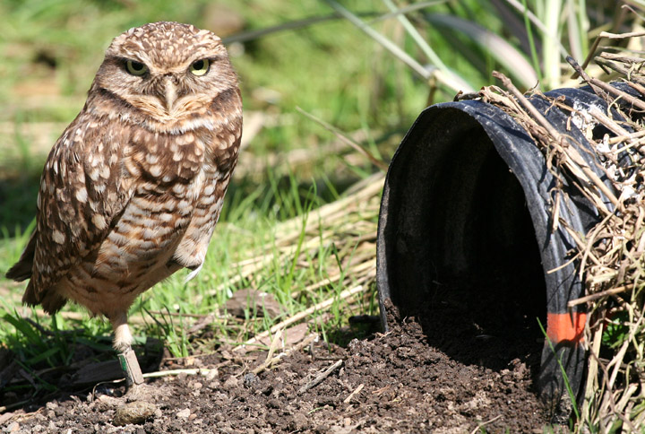 BURROWING OWLS RELEASED IN AREA