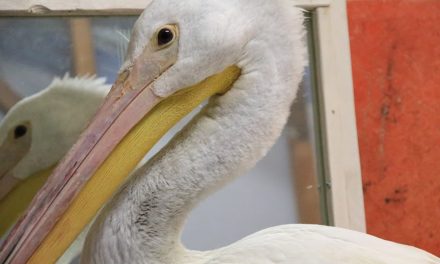 Injured pelican released after recovery