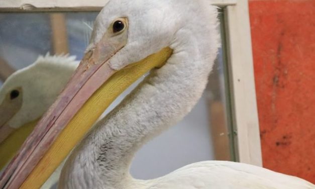 Injured pelican released after recovery