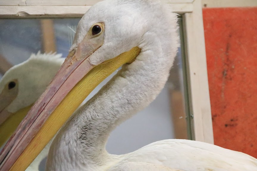 Injured pelican released after recovery