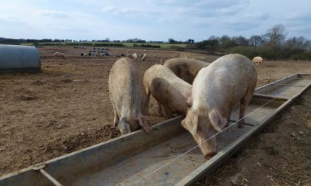 Letter: Just like pigs at the trough