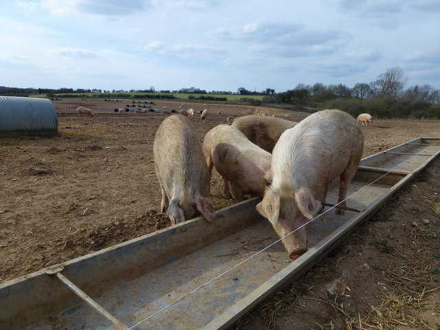 Letter: Just like pigs at the trough