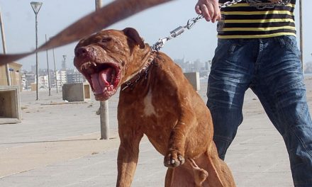 Proposed changes to animal control bylaw don’t prohibit pitbulls, but do include some restrictions