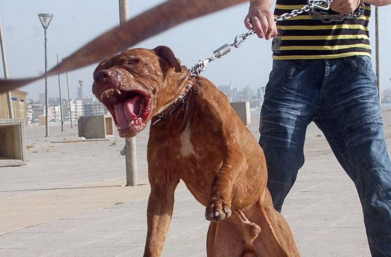 Proposed changes to animal control bylaw don’t prohibit pitbulls, but do include some restrictions