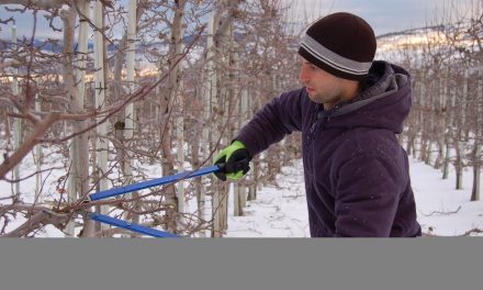 Fruit growers must remain competitive